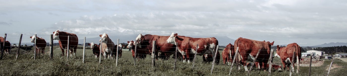 Simmental Cows In a Taranaki Paddock