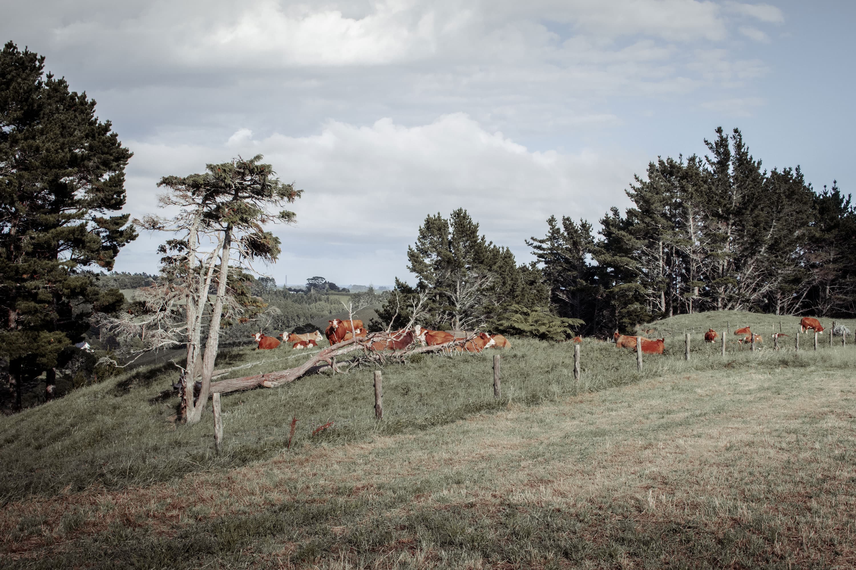 Simmental Cows in grass paddock