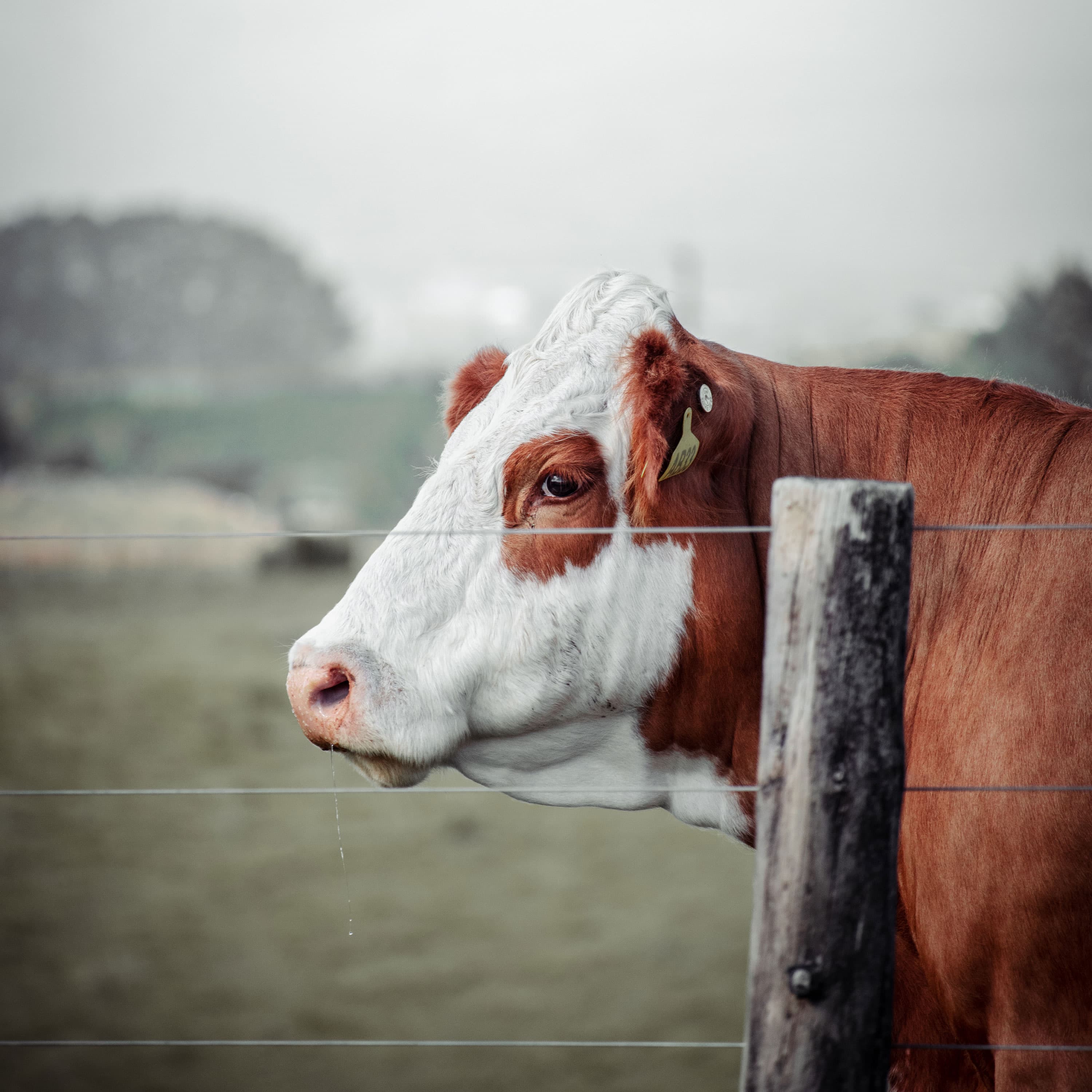 Simmental cow